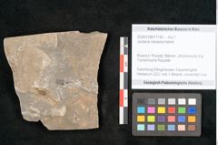 Foto (Objekt + Etikett) von Jordania moravica Helmh. (NHMW-GEO-2024-0188-11143)